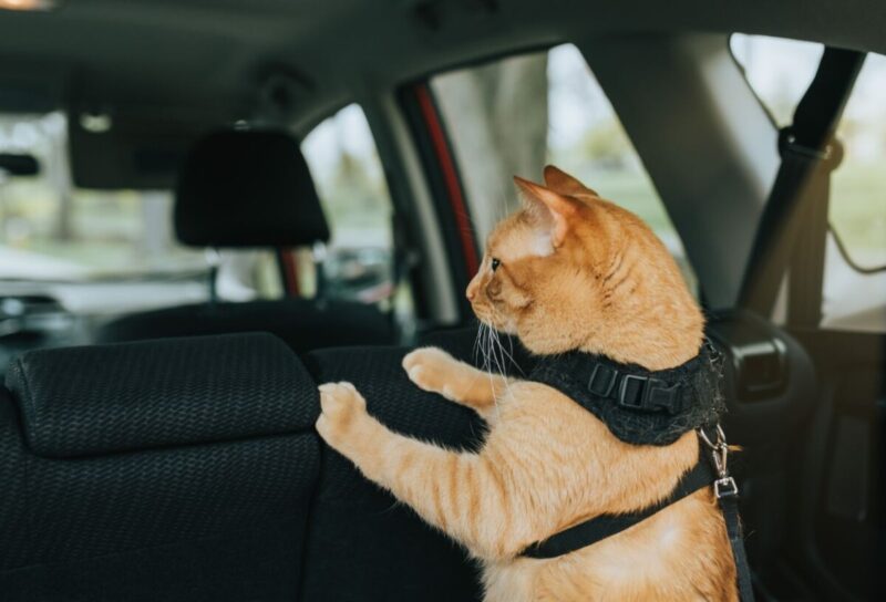Un chat roux portant un harnais est assis à l'arrière d'une voiture, observant par la fenêtre. Il porte un harnais de sécurité.