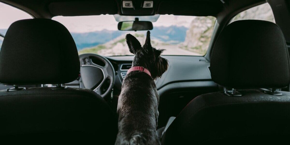 Un chien noir, équipé d'un collier rose, regarde la route depuis l'intérieur d'une voiture pendant un voyage en montagne.
