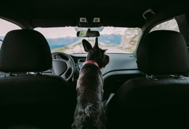 Un chien noir, équipé d'un collier rose, regarde la route depuis l'intérieur d'une voiture pendant un voyage en montagne.
