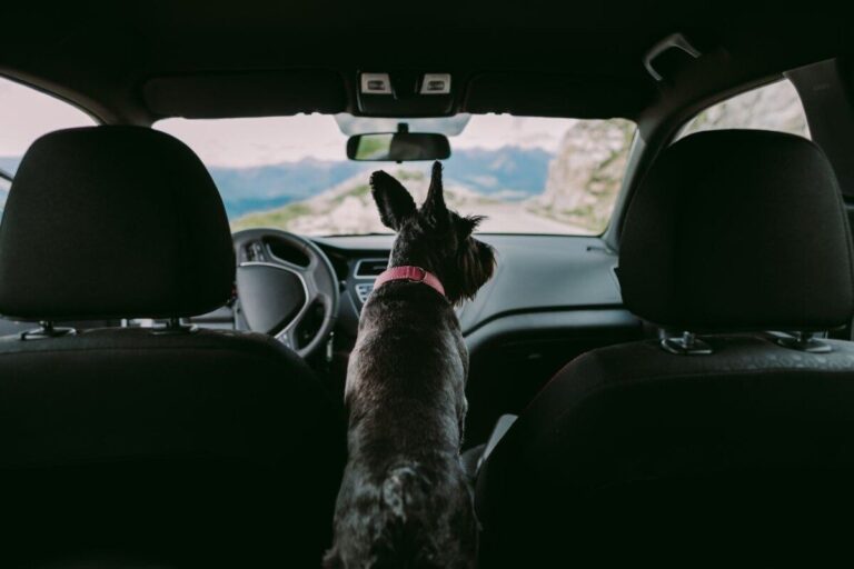 Un chien noir, équipé d'un collier rose, regarde la route depuis l'intérieur d'une voiture pendant un voyage en montagne.
